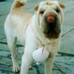 dog pilgrim